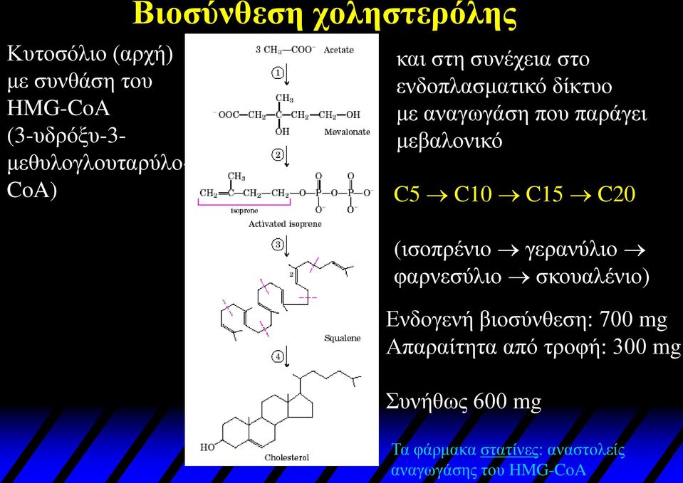 μεβαλονικό C5 C10 C15 C20 (ισοπρένιο γερανύλιο φαρνεσύλιο σκουαλένιο) Ενδογενή βιοσύνθεση: