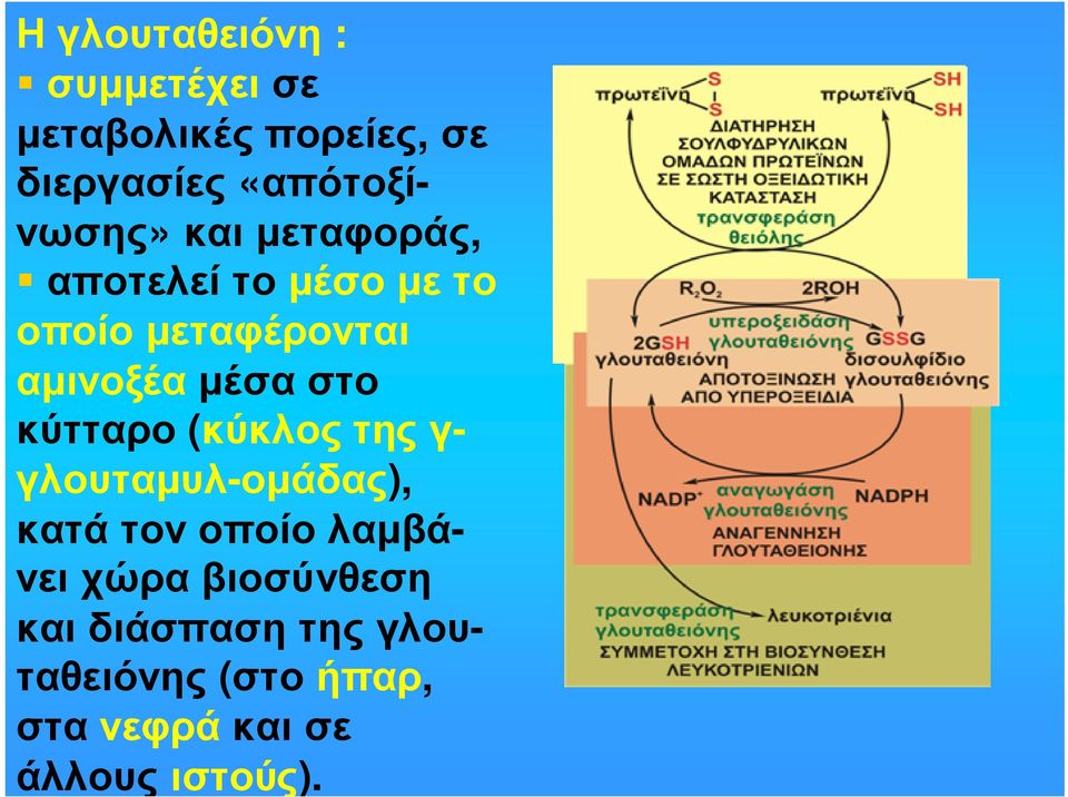 µέσα στο κύτταρο (κύκλος της γ- γλουταµυλ-οµάδας), κατά τον οποίο λαµβάνει