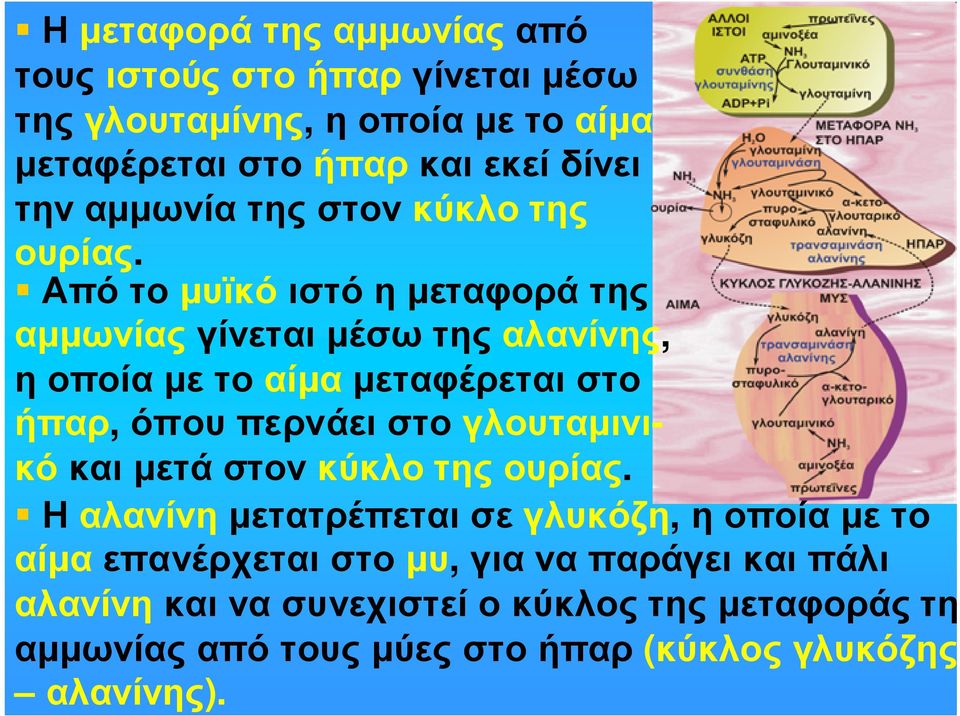 Απότοµυϊκόιστόηµεταφοράτης αµµωνίαςγίνεταιµέσωτηςαλανίνης, ηοποίαµετοαίµαµεταφέρεταιστο ήπαρ, όπου περνάει στο