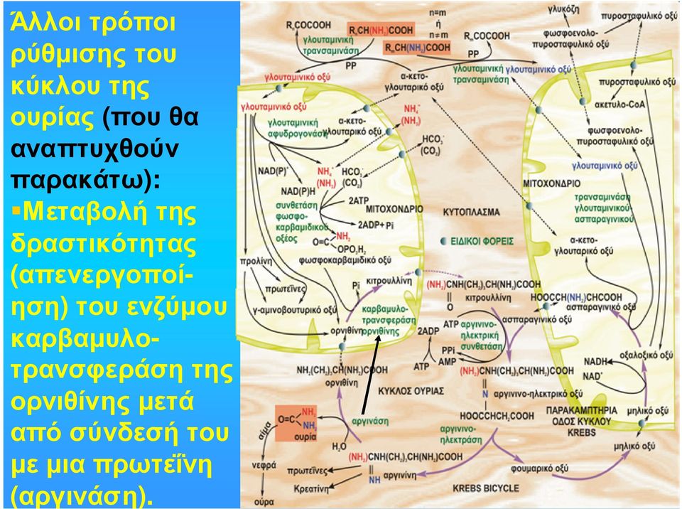 (απενεργοποίηση) τουενζύµου καρβαµυλοτρανσφεράση της