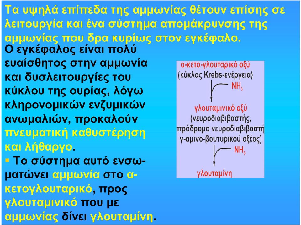 Ο εγκέφαλος είναι πολύ ευαίσθητος στην αµµωνία και δυσλειτουργίες του κύκλου της ουρίας, λόγω