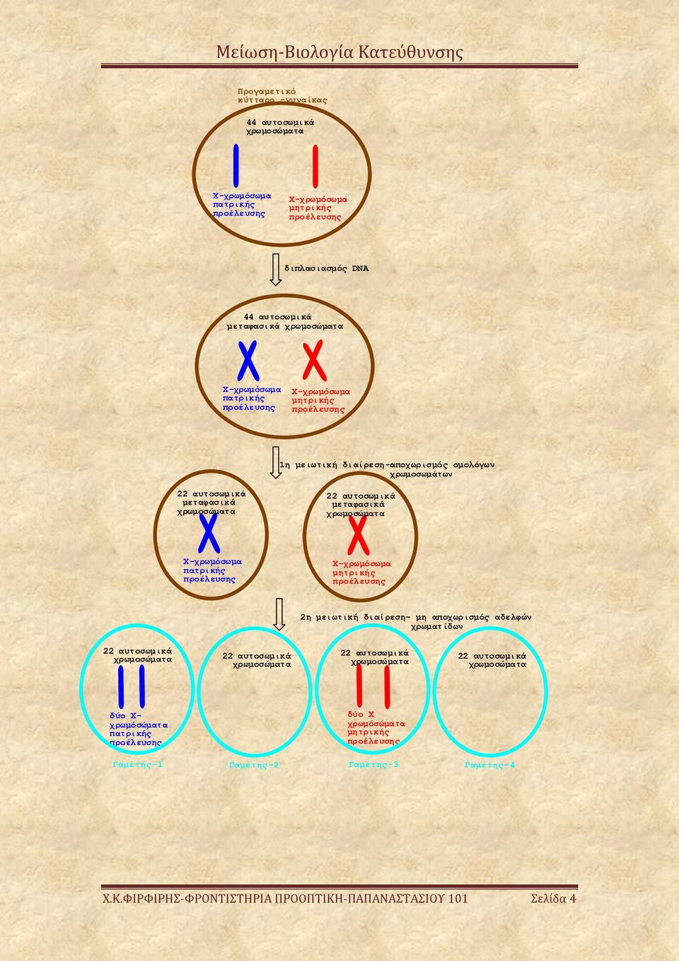 δύο Χ- χρωμόσώματα δύο Χ χρωμόσώματα Γαμέτης-3