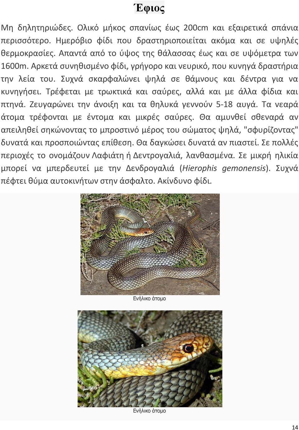 Συχνά σκαρφαλώνει ψηλά σε θάμνους και δέντρα για να κυνηγήσει. Τρέφεται με τρωκτικά και σαύρες, αλλά και με άλλα φίδια και πτηνά. Ζευγαρώνει την άνοιξη και τα θηλυκά γεννούν 5-18 αυγά.