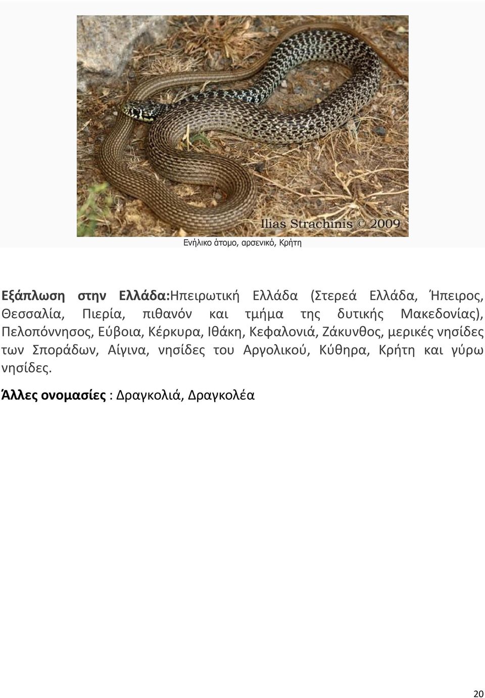 Εύβοια, Κέρκυρα, Ιθάκη, Κεφαλονιά, Ζάκυνθος, μερικές νησίδες των Σποράδων, Αίγινα,
