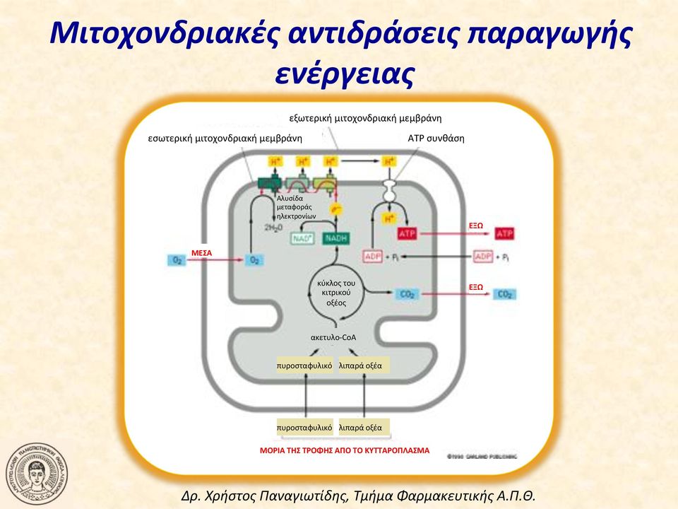 ηλεκτρονίων! ΕΞΩ! ΜΕΣΑ! κύκλος!του! κιτρικού! οξέος! ΕΞΩ! ακετυλοncoa!