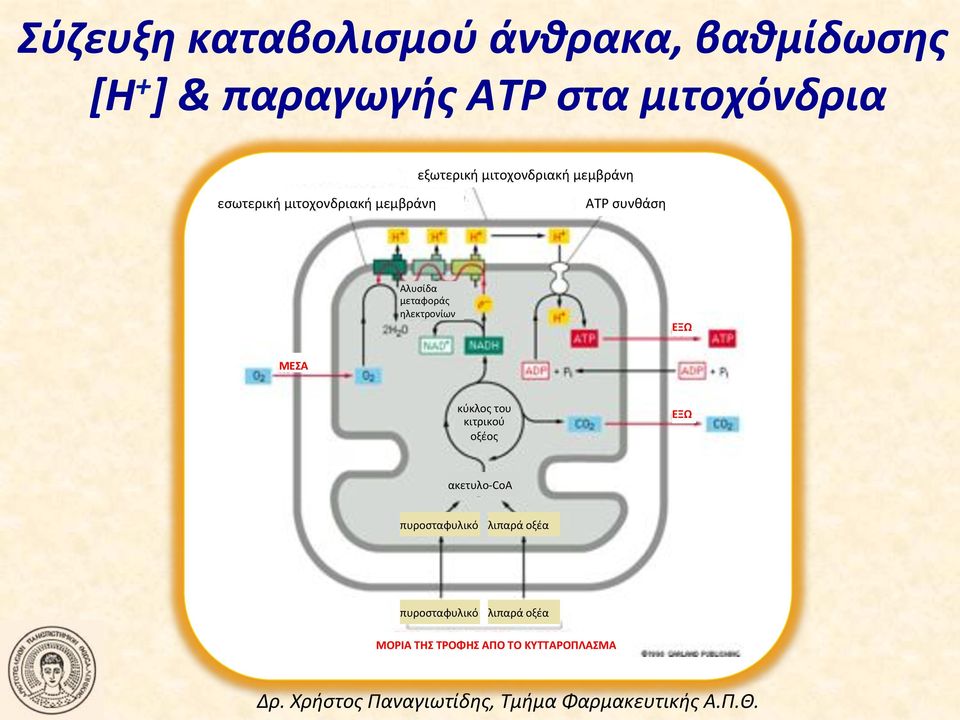 Αλυσίδα! μεταφοράς! ηλεκτρονίων! ΕΞΩ! ΜΕΣΑ! κύκλος!του! κιτρικού! οξέος! ΕΞΩ! ακετυλοncoa!