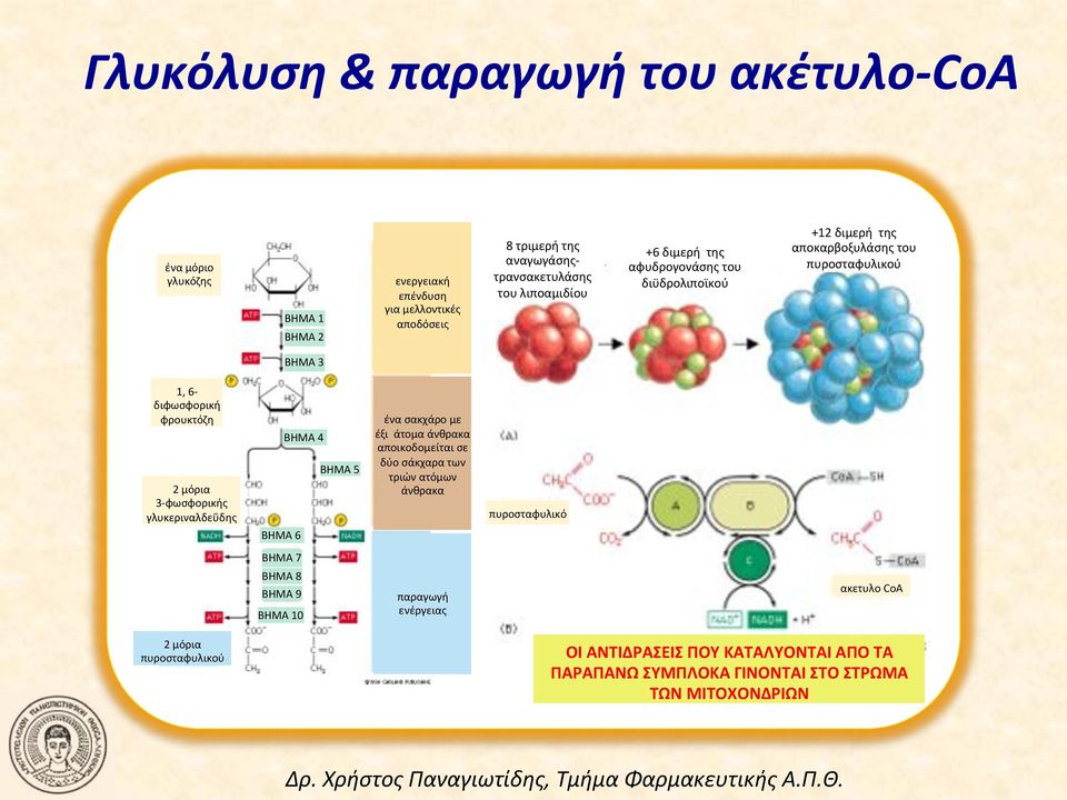 σάκχαρα!των! τριών!ατόμων! άνθρακα! ενεργειακή! επένδυση! για!μελλοντικές! αποδόσεις! 8!τριμερή!της! αναγωγάσηςn τρανσακετυλάσης! του!λιποαμιδίου +6!διμερή!!της! αφυδρογονάσης!