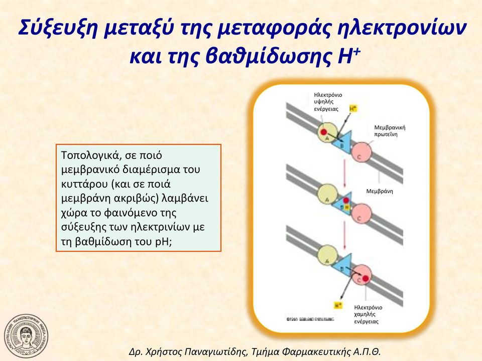 του! κυττάρου!(και!σε!ποιά! μεμβράνη!ακριβώς)!λαμβάνει! χώρα!το!φαινόμενο!της!