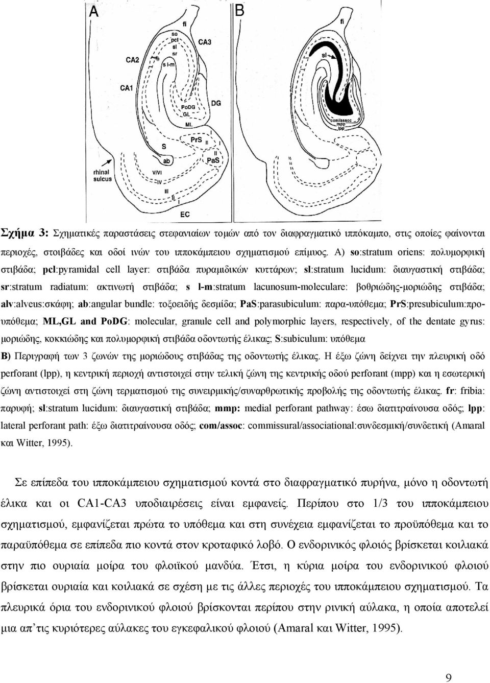 lacunosum-moleculare: βοθριώδης-μοριώδης στιβάδα; alv:alveus:σκάφη; ab:angular bundle: τοξοειδής δεσμίδα; PaS:parasubiculum: παρα-υπόθεμα; PrS:presubiculum:προυπόθεμα; ML,GL and PoDG: molecular,