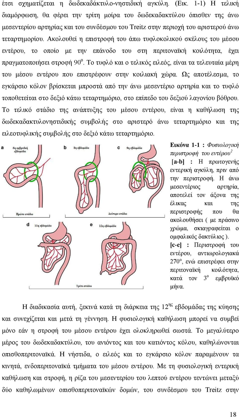 Ακολουθεί η επιστροφή του άπω τυφλοκολικού σκέλους του μέσου εντέρου, το οποίο με την επάνοδο του στη περιτοναϊκή κοιλότητα, έχει πραγματοποιήσει στροφή 90 ο.