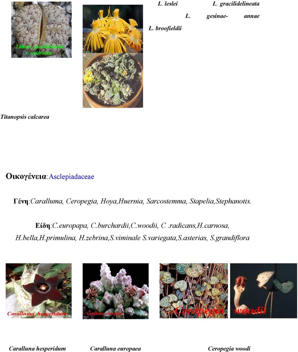 Hoya,Huernia, Sarcostemma, Stapelia,Stephanotis. Είδη:C.europapa, C.burchardii,C.woodii, C.