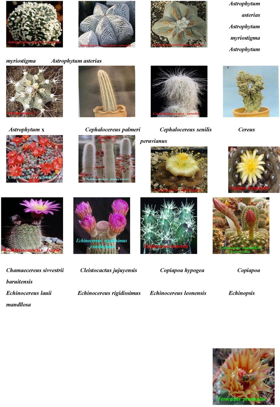 Chamaecereus sivvestrii Cleistocactus jujuyensis Copiapoa hypogea Copiapoa