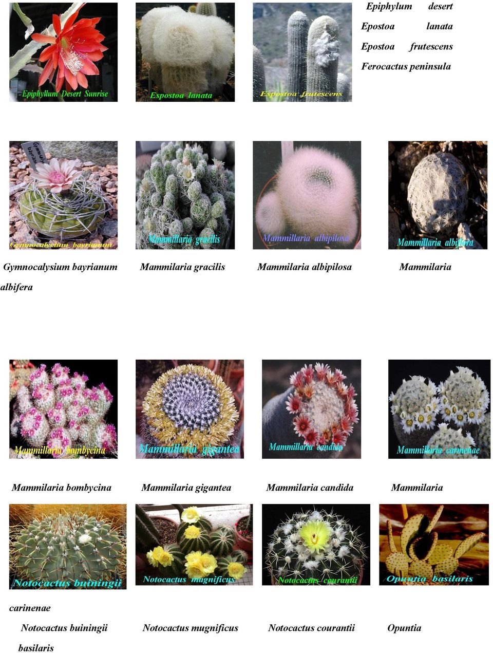 albifera Mammilaria bombycina Mammilaria gigantea Mammilaria candida Notocactus