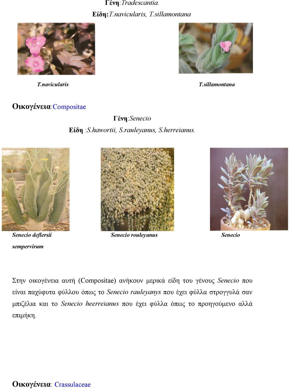 Senecio deflersii Senecio rouleyanus Senecio sempervirum Στην οικογένεια αυτή (Compositae) ανήκουν μερικά είδη του γένους