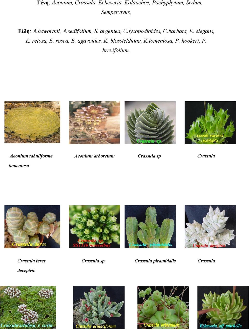 rosea, E. agavoides, K. blossfeldiana, K.tomentosa, P. hookeri, P. brevifolium.