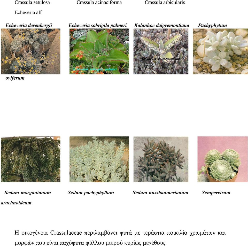 pachyphyllum Sedum nussbaumerianum Sempervirum arachnoideum H οικογένεια Crassulaceae