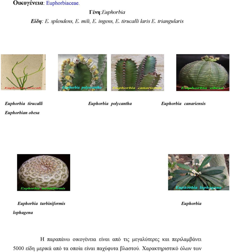 triangularis Euphorbia tirucalli Euphorbia polycantha Euphorbia canariensis Euphorbian obesa