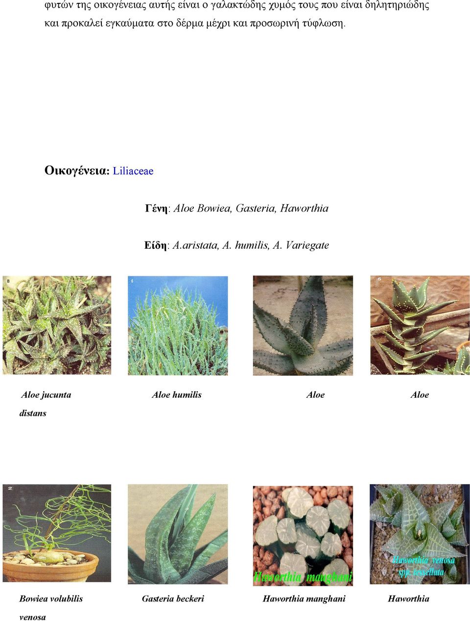 Οικογένεια: Liliaceae Γένη: Αloe Bowiea, Gasteria, Haworthia Είδη: Α.aristata, A.