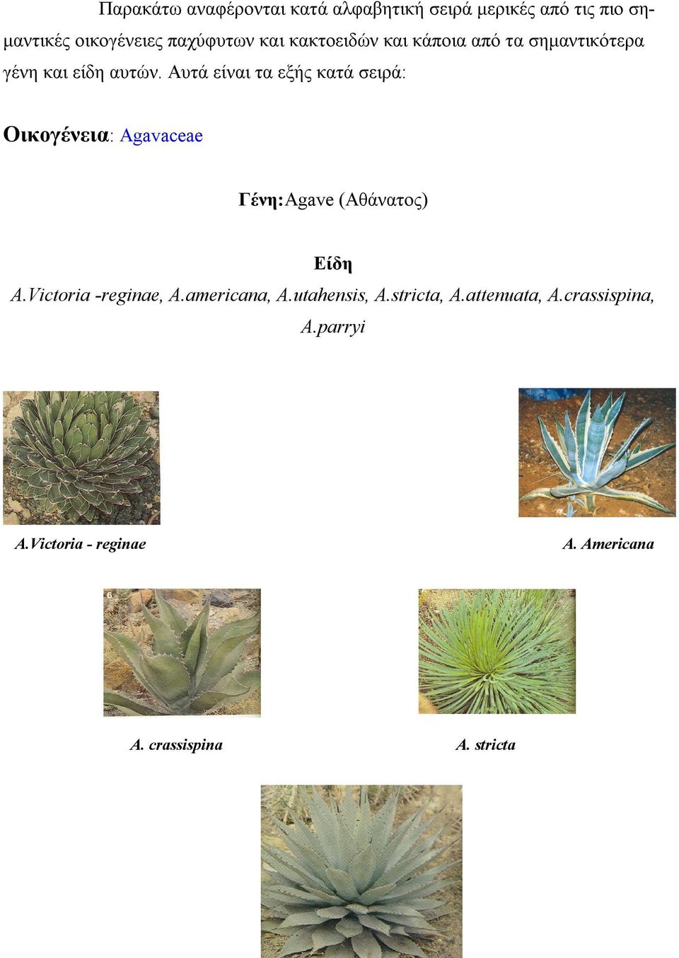 Αυτά είναι τα εξής κατά σειρά: Oικογένεια: Agavaceae Γένη:Αgave (Αθάνατος) Είδη A.