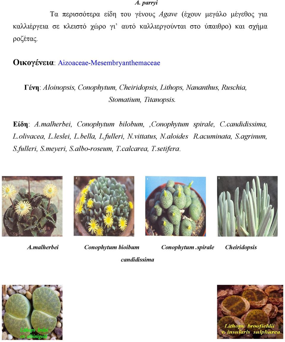 Eίδη: A.malherbei, Conophytum bilobum,,conophytum spirale, C.candidissima, L.olivacea, L.leslei, L.bella, L.fulleri, N.vittatus, N.aloides R.