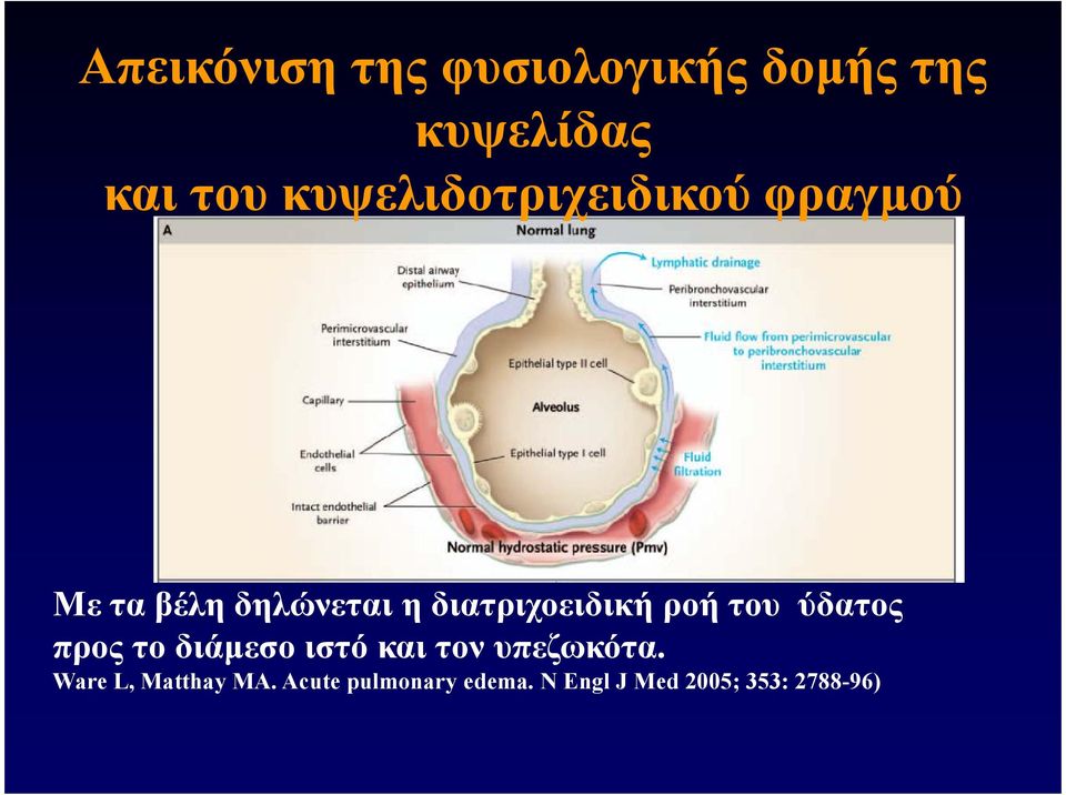 διατριχοειδική ροή του ύδατος προς το διάµεσο ιστό και τον