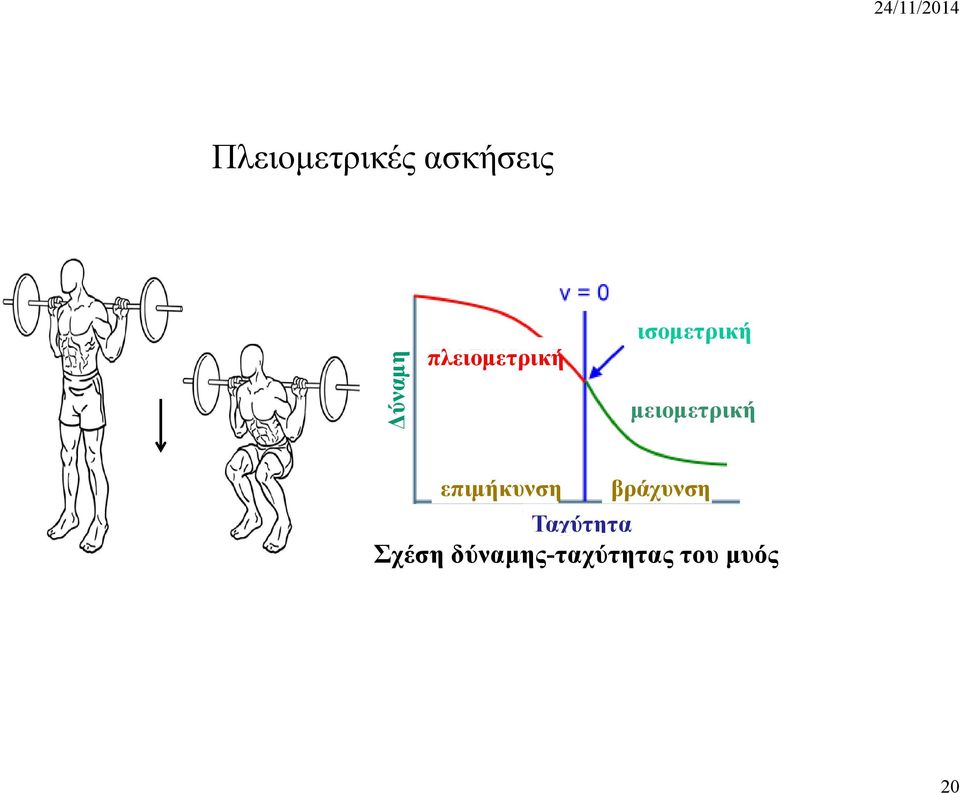 μειομετρική επιμήκυνση βράχυνση