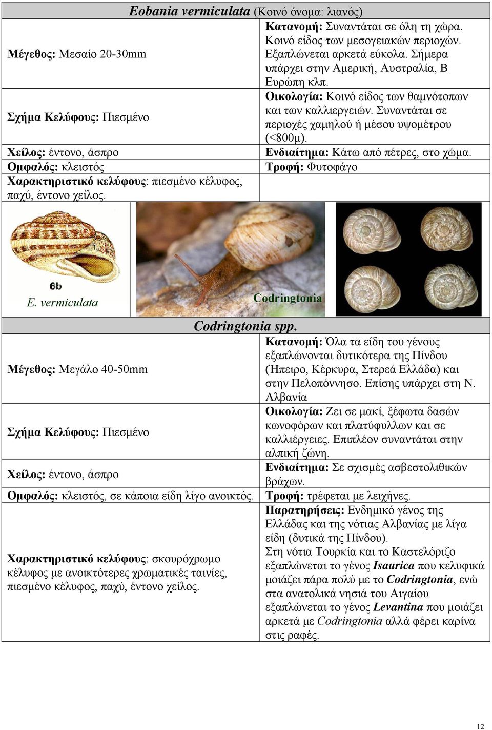 Χείλος: έντονο, άσπρο Ενδιαίτημα: Κάτω από πέτρες, στο χώμα. Ομφαλός: κλειστός Χαρακτηριστικό κελύφους: πιεσμένο κέλυφος, παχύ, έντονο χείλος. E. vermiculata Codringtonia Codringtonia spp.