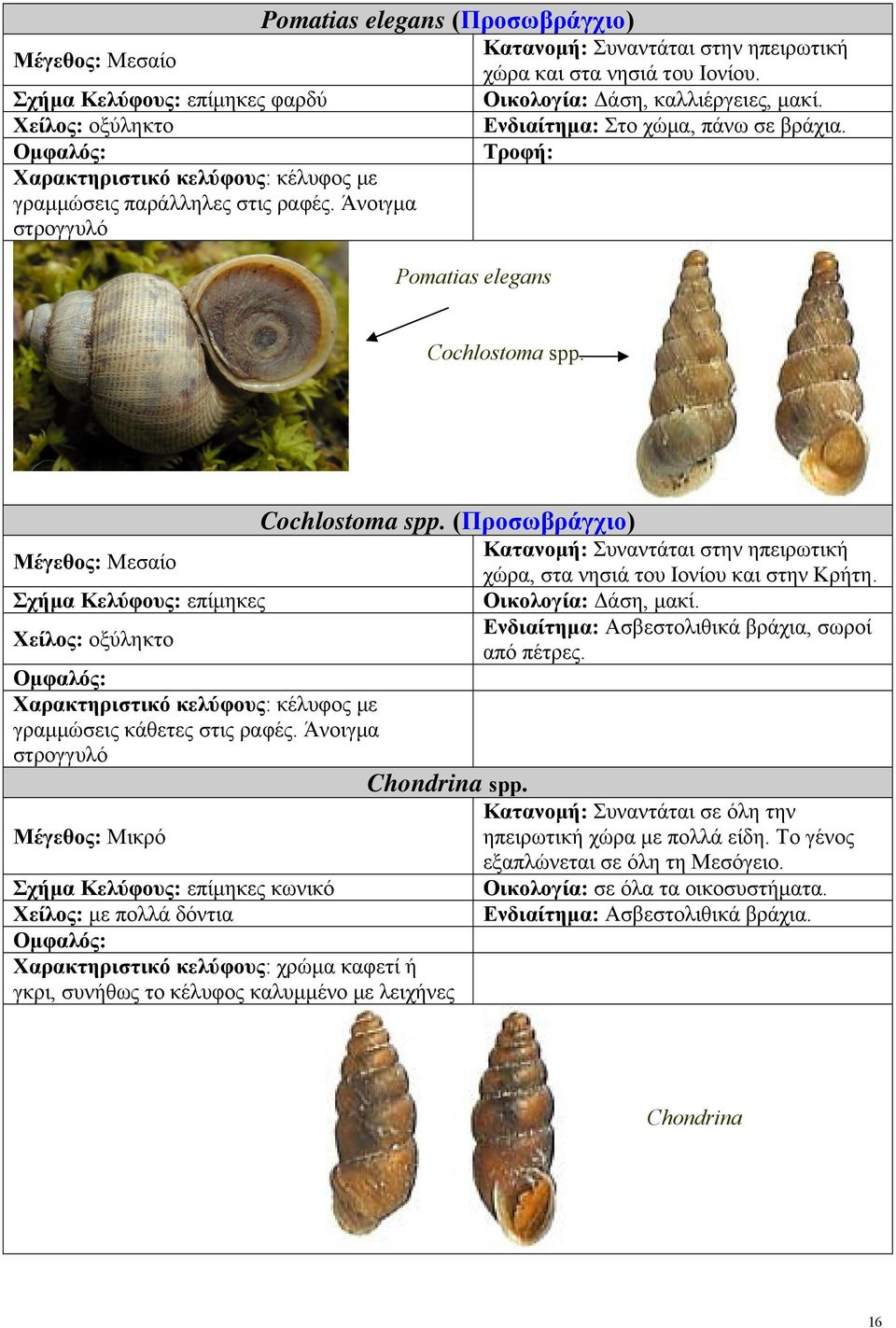 Cochlostoma spp. (Προσωβράγχιο) Κατανομή: Συναντάται στην ηπειρωτική Μέγεθος: Μεσαίο χώρα, στα νησιά του Ιονίου και στην Κρήτη. Σχήμα Κελύφους: επίμηκες Οικολογία: Δάση, μακί.