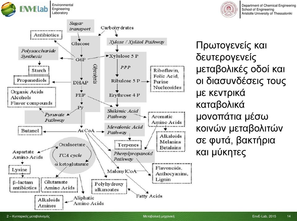 διασυνδέσεις τους με κεντρικά καταβολικά