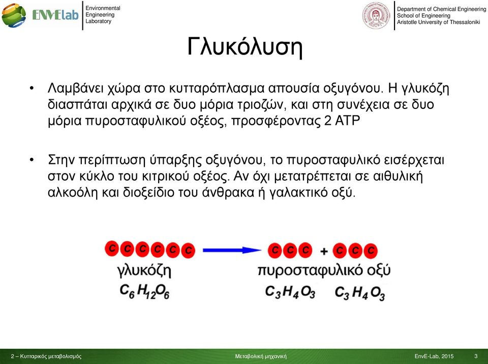 οξέος, προσφέροντας 2 ATP Στην περίπτωση ύπαρξης οξυγόνου, το πυροσταφυλικό εισέρχεται στον