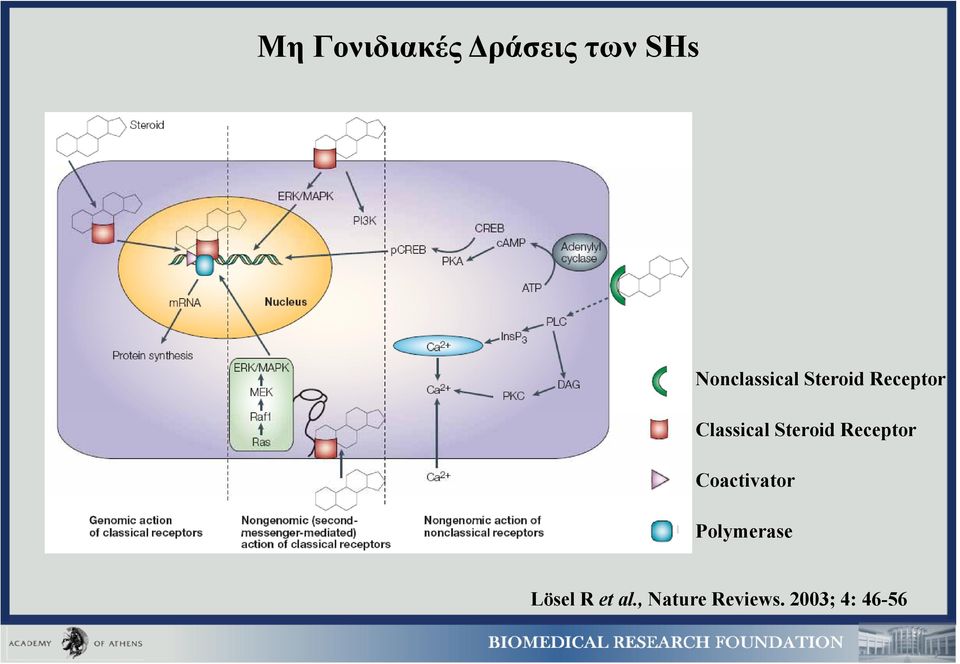 Classical Steroid Receptor Coactivator
