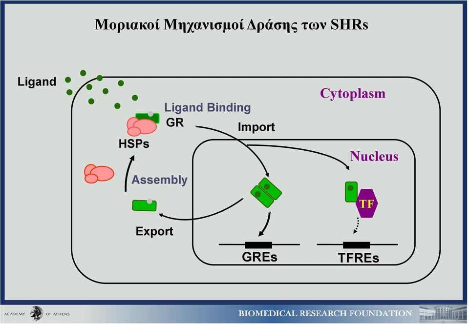 Binding GR Import Cytoplasm
