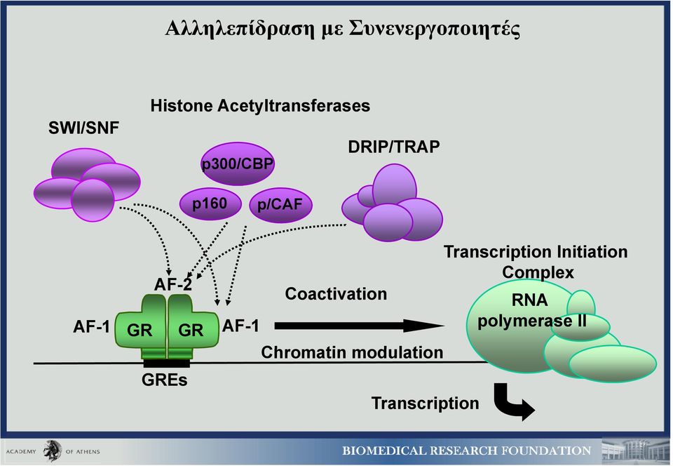 AF-2 GR GR GREs AF-1 Coactivation Chromatin modulation