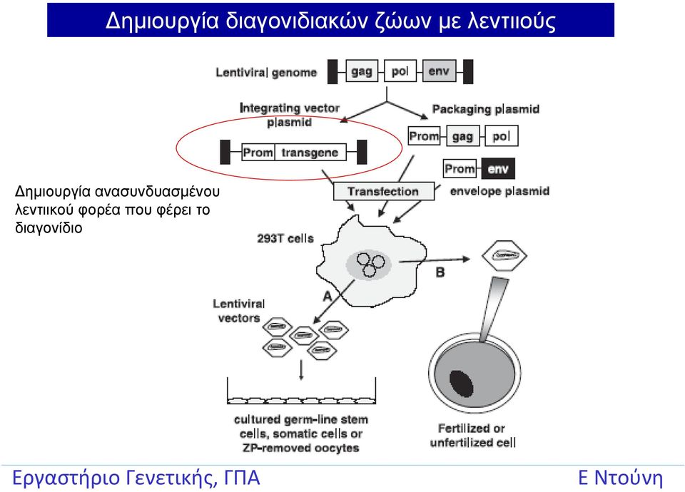 ημιουργία ανασυνδυασμένου