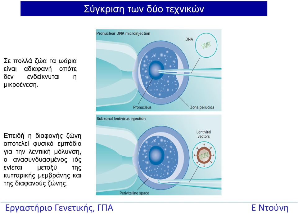 Επειδή η διαφανής ζώνη αποτελεί φυσικό εμπόδιο για την λεντιική