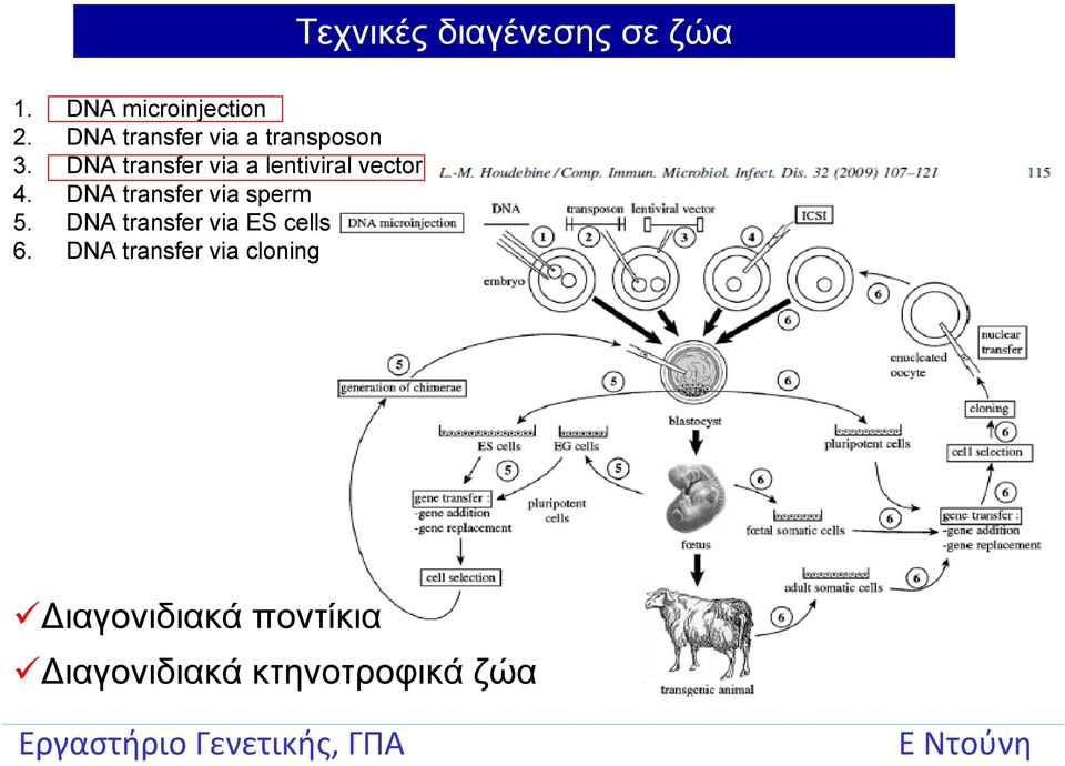 DNA transfer via a lentiviral vector 4.