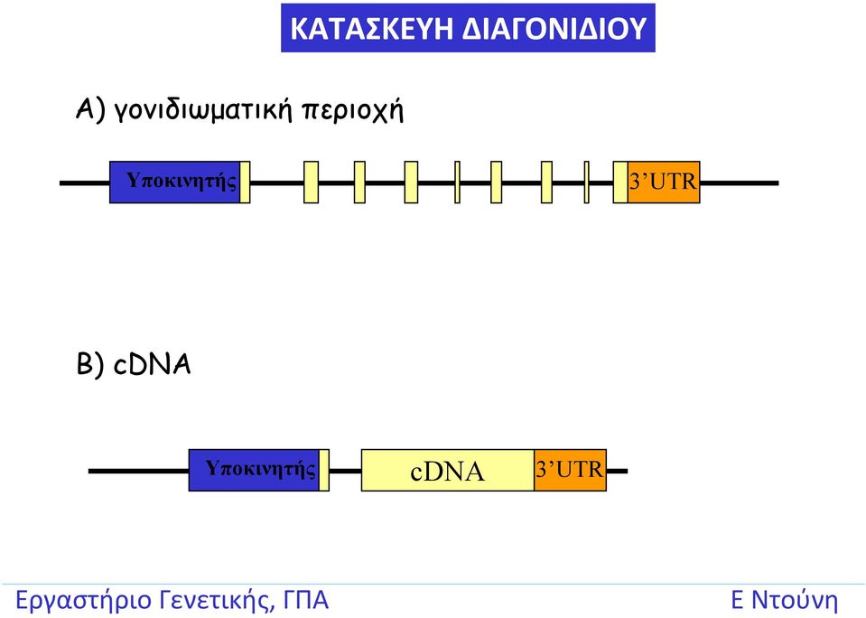 ΔΙΑΓΟΝΙΔΙΟΥ Υποκινητής