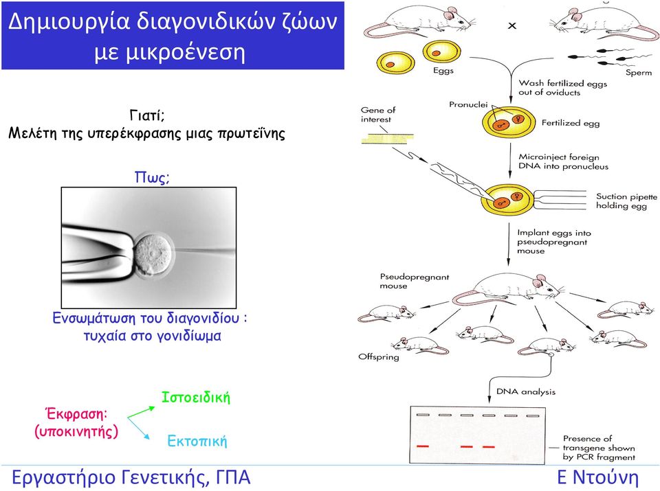 Πως; Ενσωμάτωση του διαγονιδίου : τυχαία στο