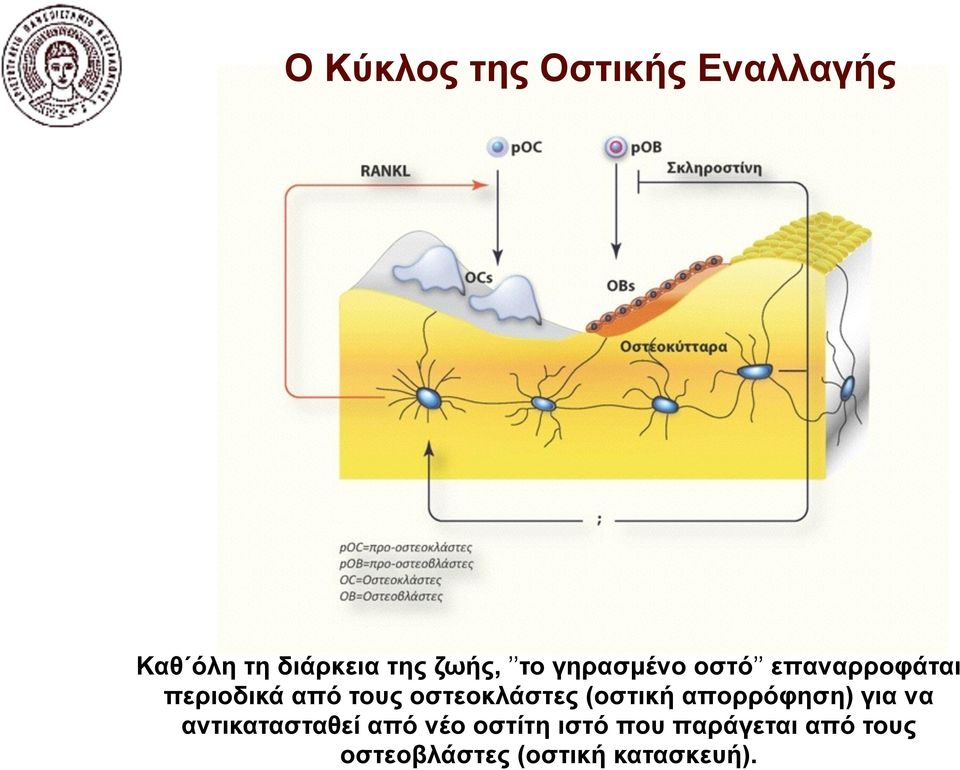 οστεοκλάστες (οστική απορρόφηση) για να αντικατασταθεί από