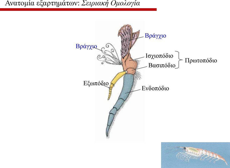 Βράγχιο Ισχιοπόδιο