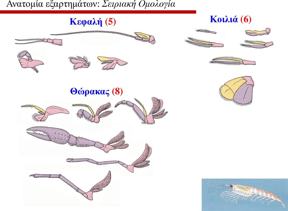 Σειριακή Ομολογία