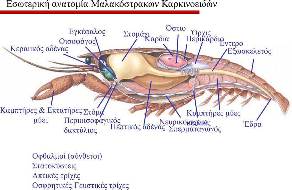 Καμπτήρες μύες μύες Περιοισοφαγικός Νευρικό κοιλιάς σχοινί δακτύλιος Πεπτικός αδένας
