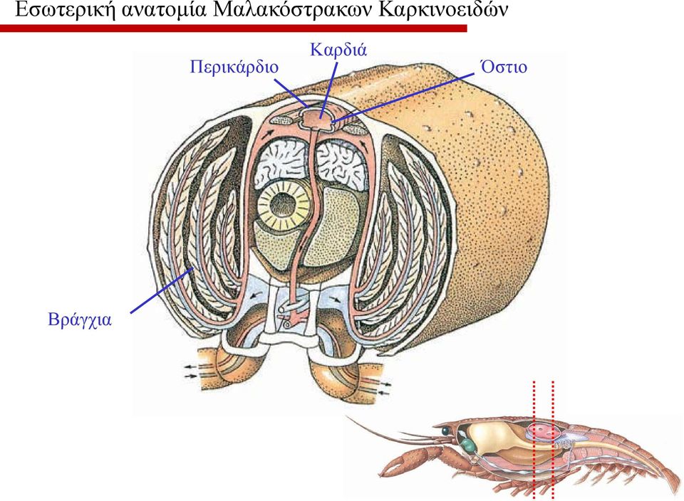 Καρκινοειδών