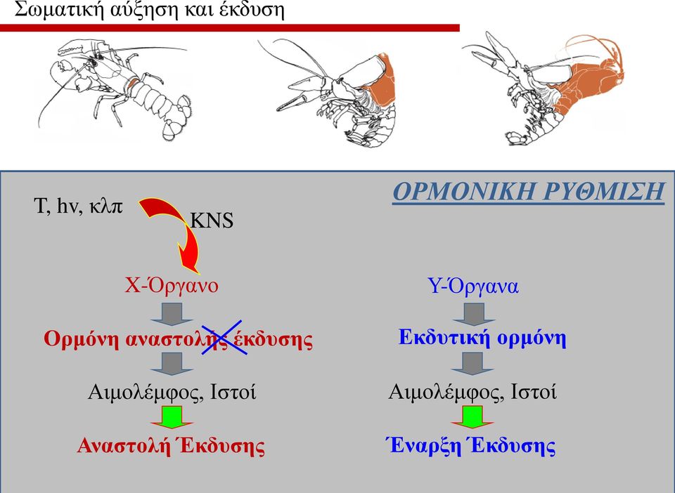 έκδυσης Αιμολέμφος, Ιστοί Αναστολή Έκδυσης