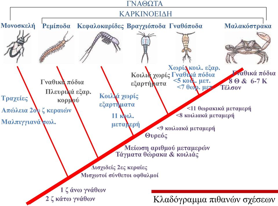 εξαρ. Γναθικά πόδια <5 κοιλ. μετ.