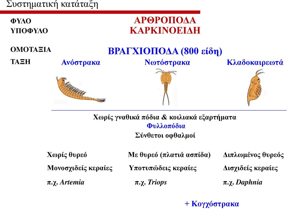 Φυλλοπόδια Σύνθετοι οφθαλμοί Χωρίς θυρεό Με θυρεό (πλατιά ασπίδα) Διπλωμένος θυρεός