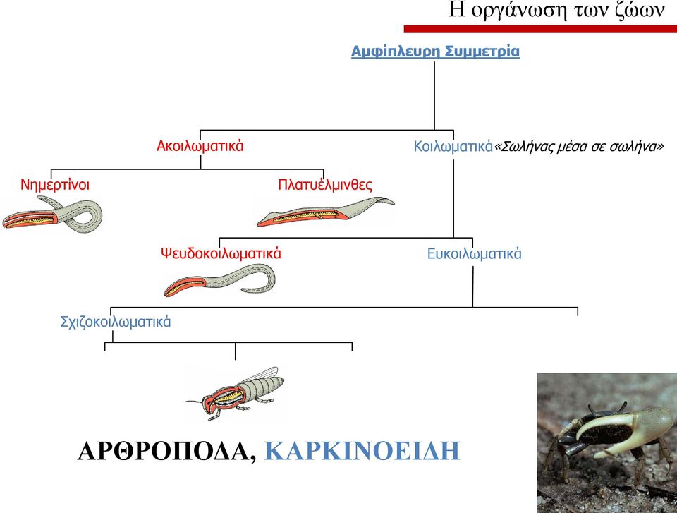 σωλήνα» Νημερτίνοι Πλατυέλμινθες