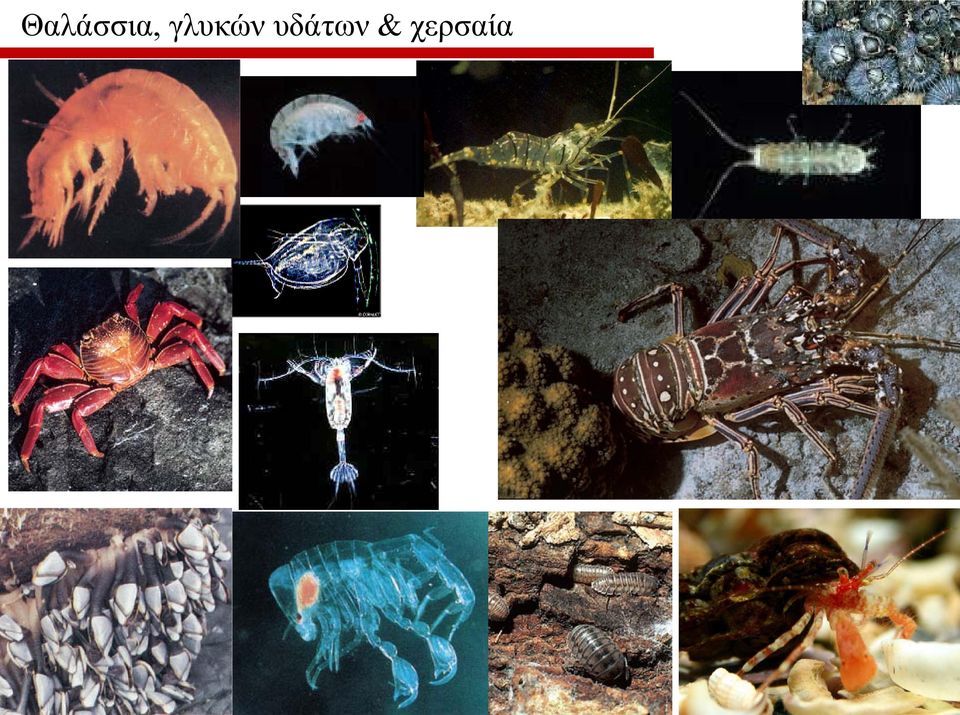 υδάτων &
