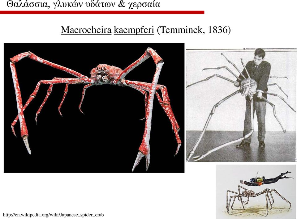 (Temminck, 1836) http://en.