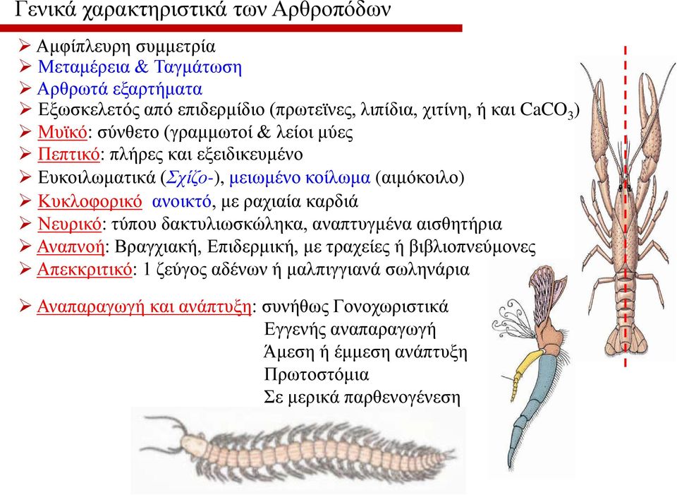 ανοικτό, με ραχιαία καρδιά Νευρικό: τύπου δακτυλιωσκώληκα, αναπτυγμένα αισθητήρια Αναπνοή: Βραγχιακή, Επιδερμική, με τραχείες ή βιβλιοπνεύμονες Απεκκριτικό: 1